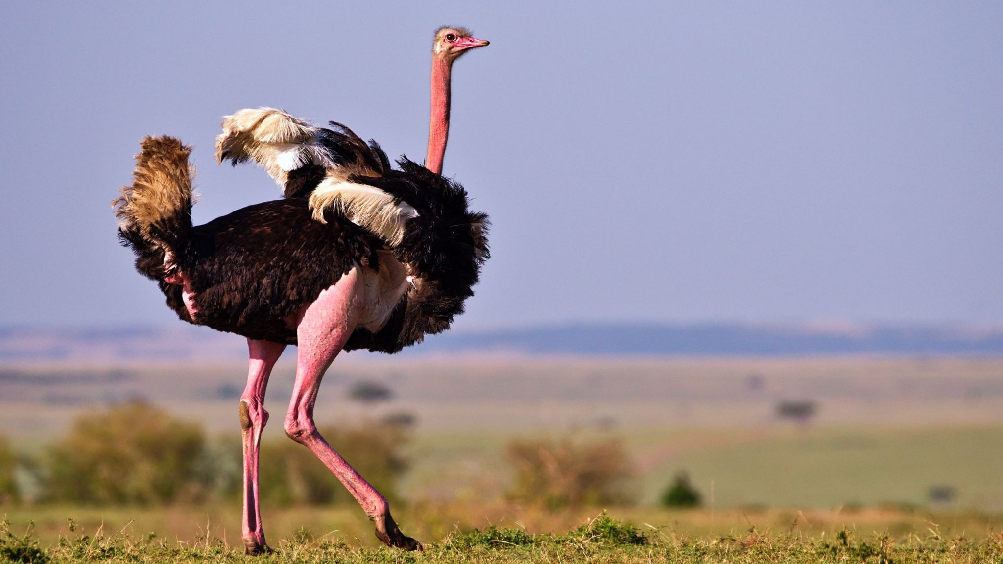 Ostriches (Struthio camelus)